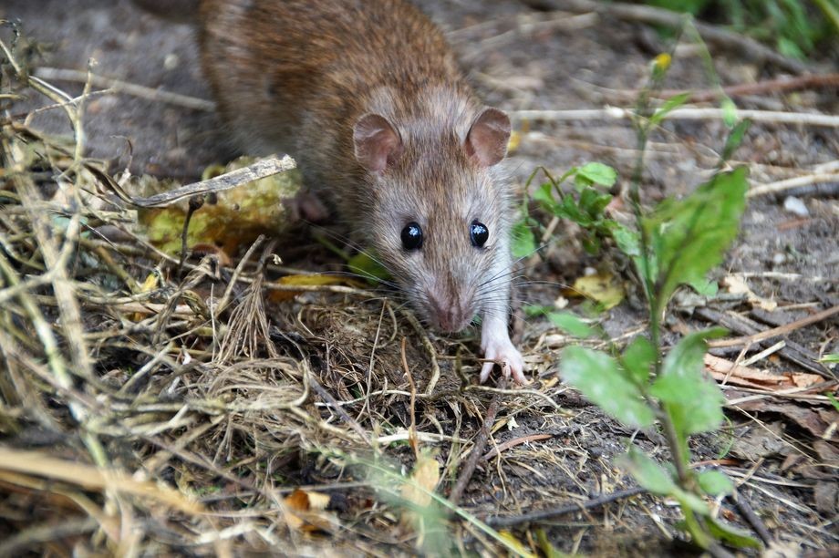 Quelles différences entre rat noir, surmulot et souris ?